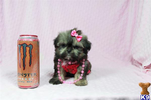 lvpuppyheaven Picture 3